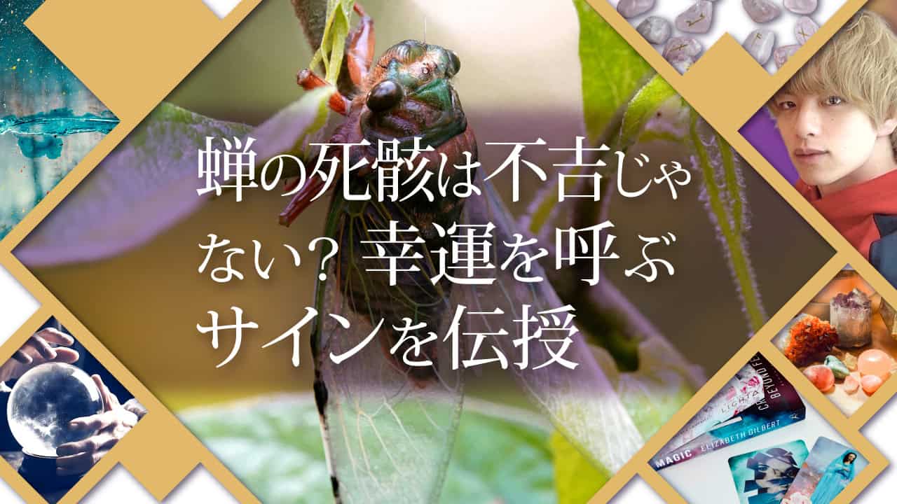 ブログアイキャッチ画像『蝉の死骸は不吉じゃない？幸運を呼ぶサインを伝授』