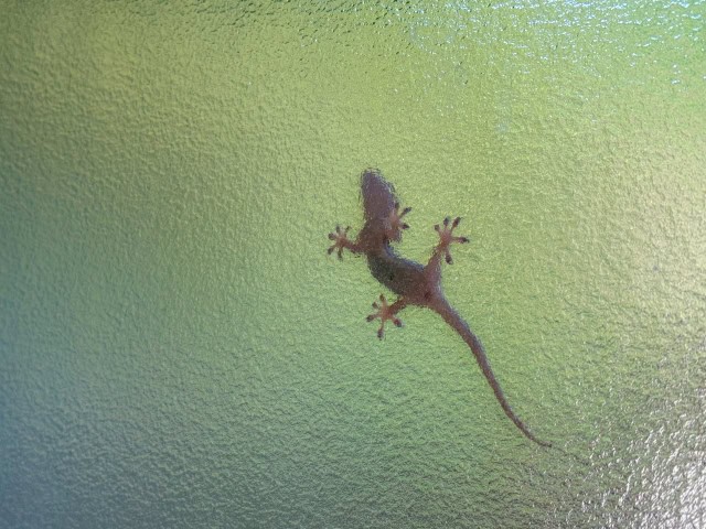 窓に張り付くヤモリ