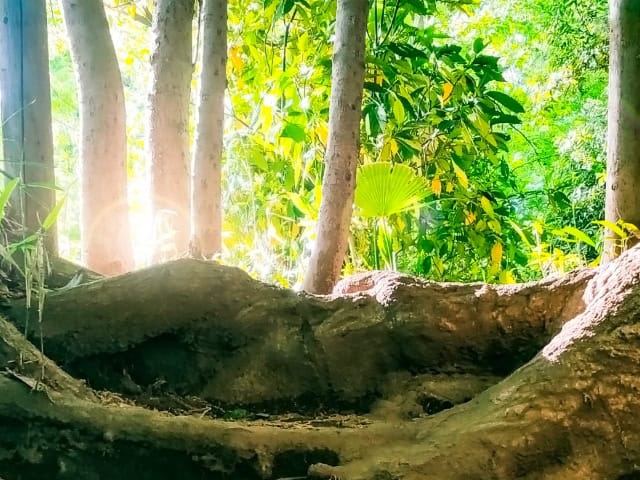 スピリチュアルな森