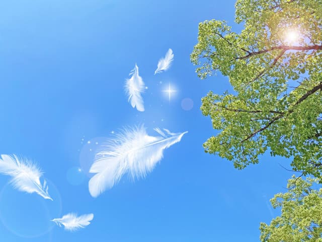 羽と青空