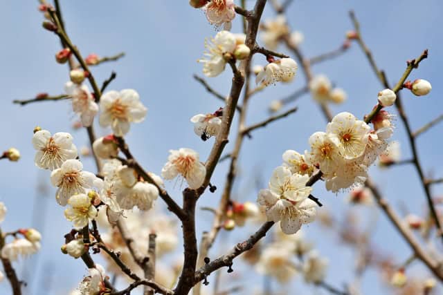 梅の花