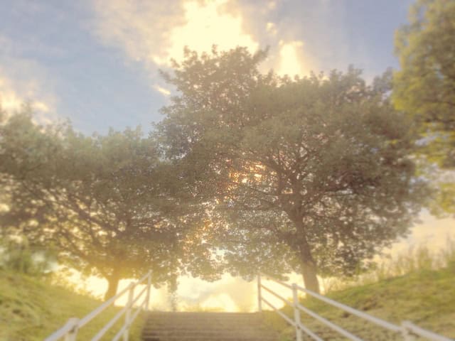 木々のこもれび