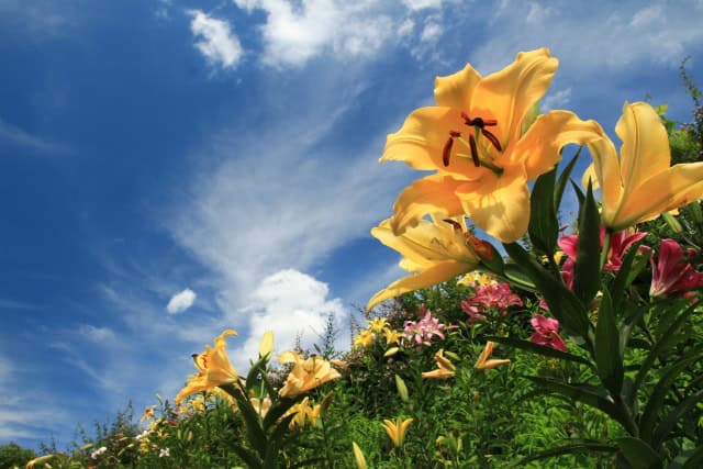 百合の花と青空