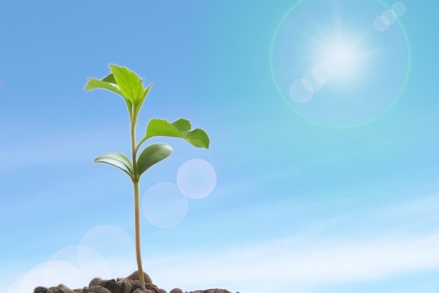 植物の芽と青空