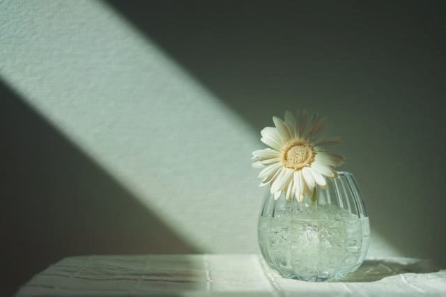 花に光が当たる