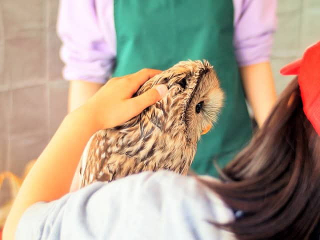 フクロウをなでる