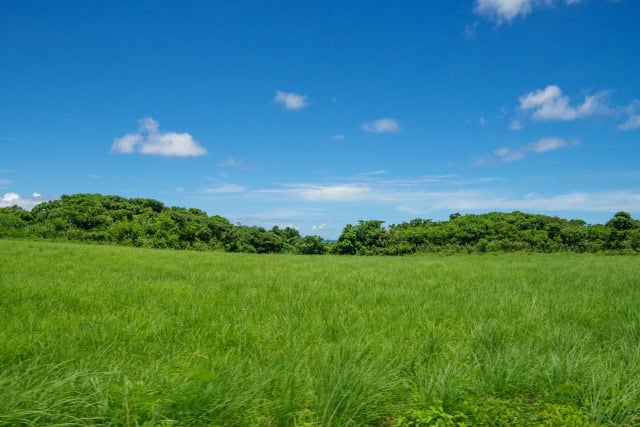 沖縄の草原