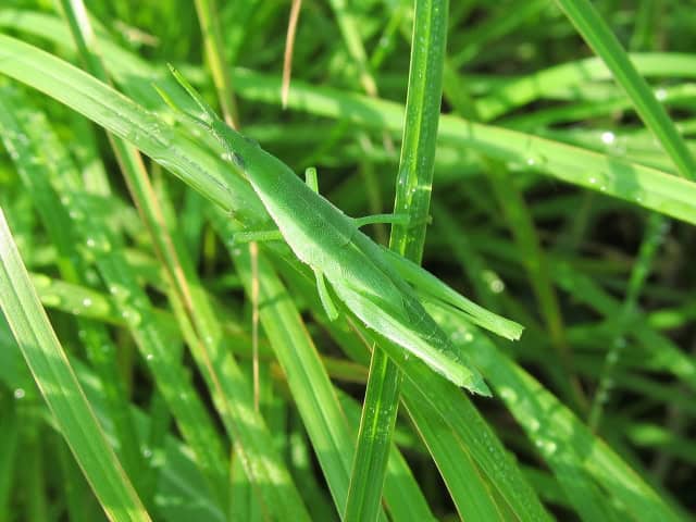 草の上にいるショウリョウバッタ