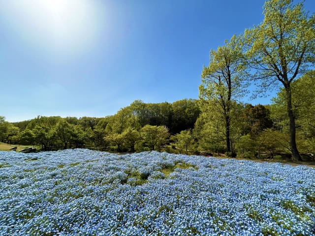 花畑